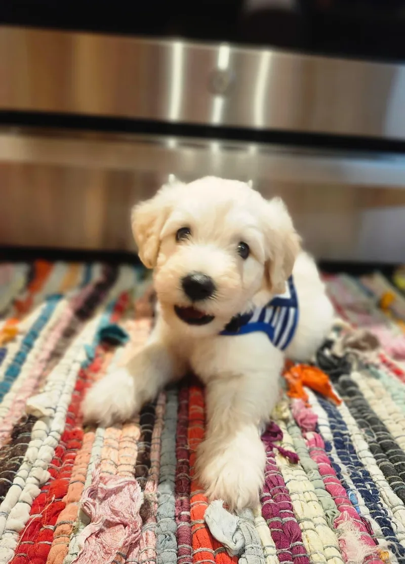 A baby medium-sized male Apricot / Beige Goldendoodle dog named Rotini for adoption in Sunrise, FL