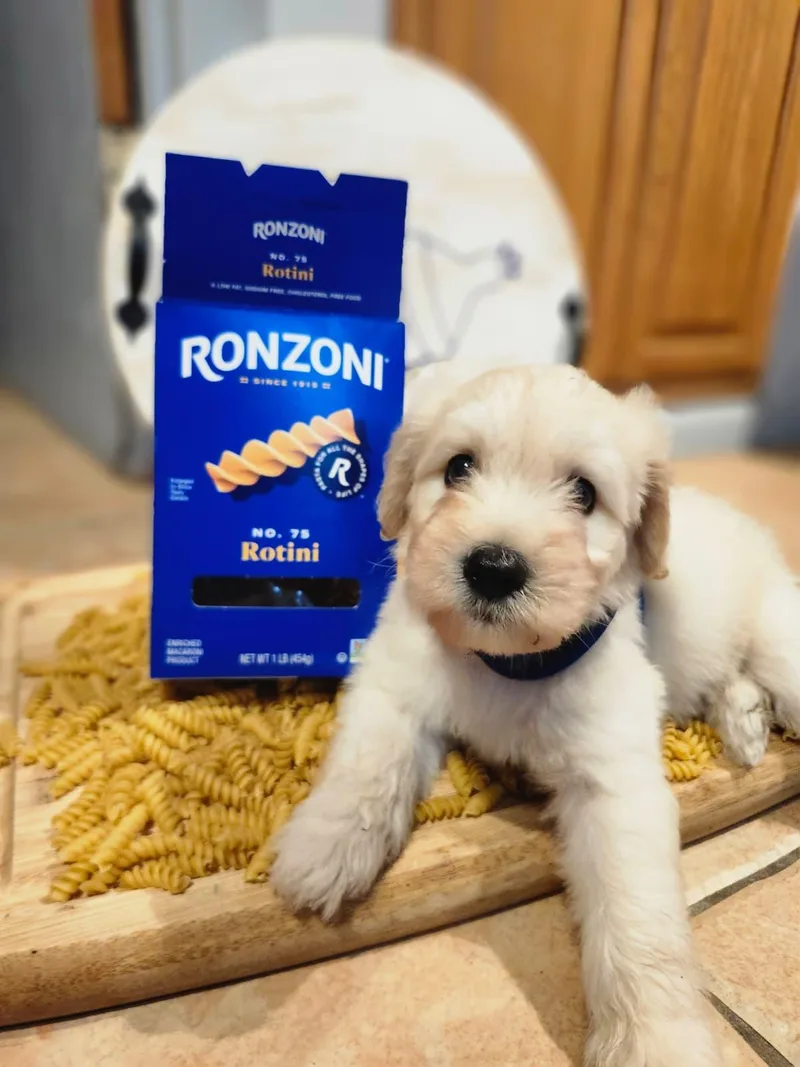 Rotini thumbnail 5