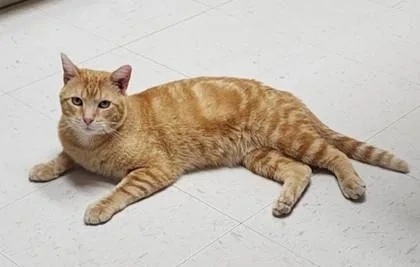 An adult medium-sized male Orange / Red Domestic Short Hair cat named Vern for adoption in Fairfield, IA