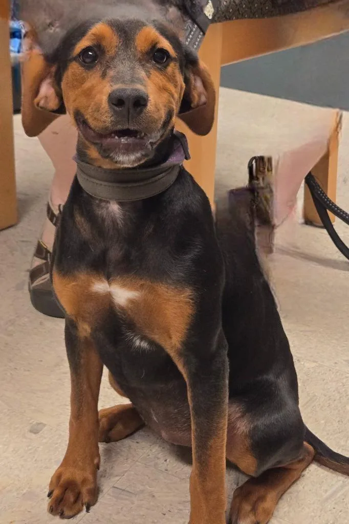 A baby small-sized female Doberman Pinscher dog named Holly for adoption in Sandusky, OH