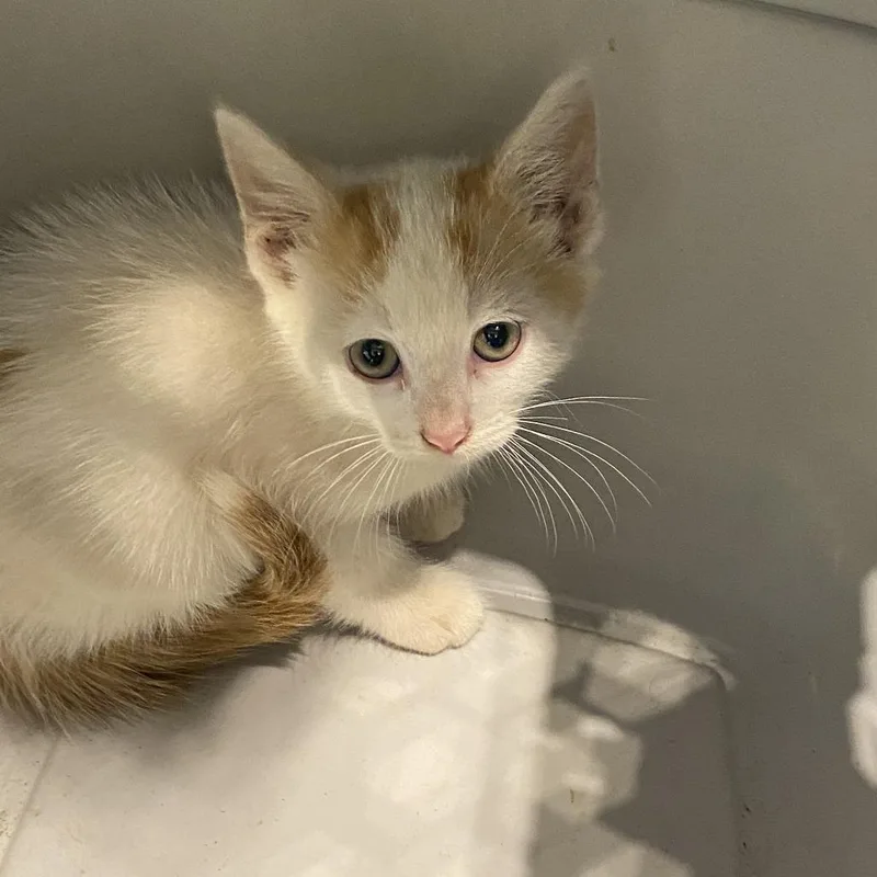 A baby small-sized male White Domestic Short Hair cat named Benny for adoption in Lynchburg, VA