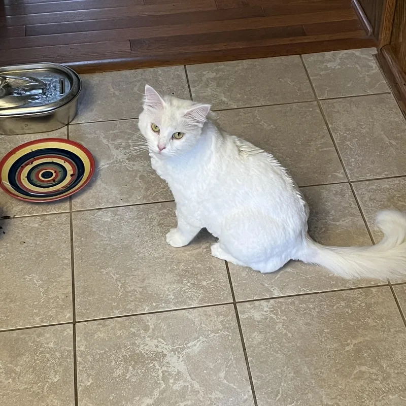 A senior medium-sized female White Domestic Long Hair cat named Priscilla for adoption in Livonia, MI