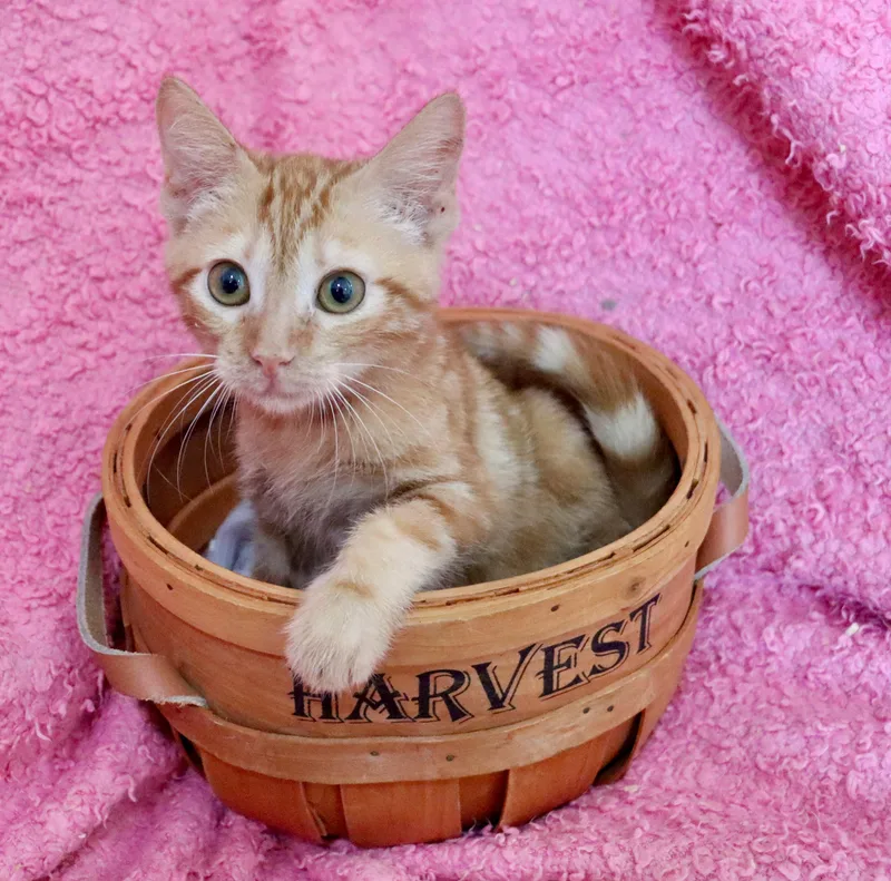A baby medium-sized female Tabby (Orange / Red) Tabby cat named Ella for adoption in Saint Augustine, FL