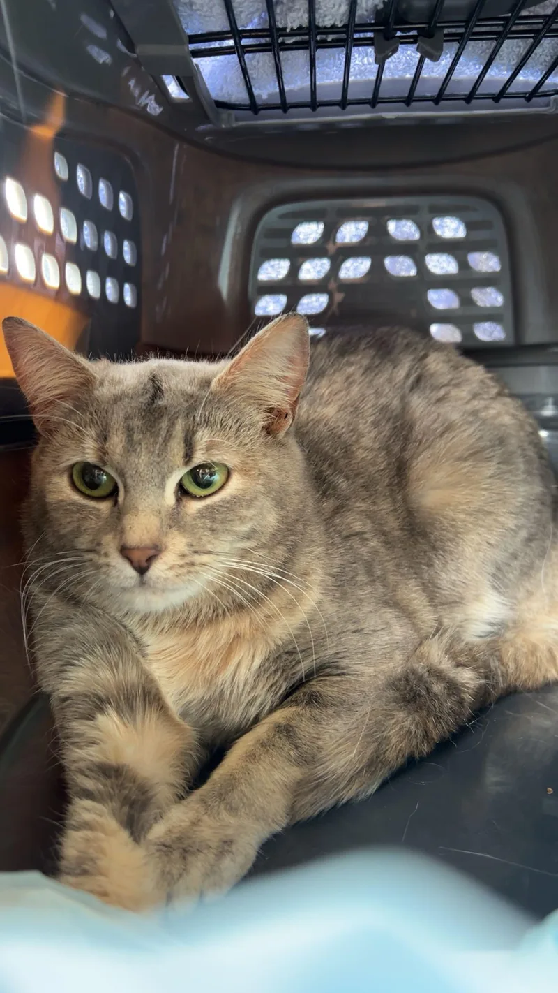 An adult medium-sized female Dilute Tortoiseshell Domestic Short Hair cat named Pluto for adoption in Fort Oglethorpe, GA