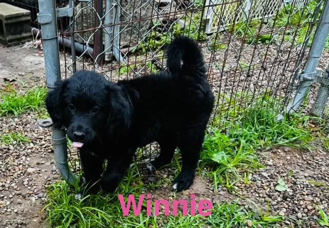 A baby medium-sized female Labrador Retriever dog named Winnie for adoption in Aurora, IL