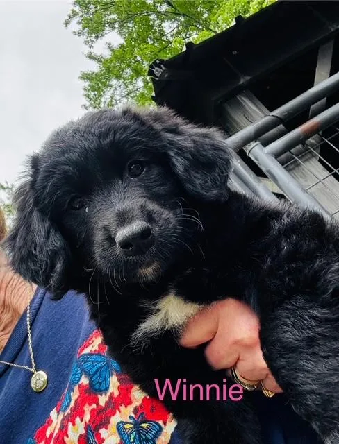 Winnie thumbnail 3