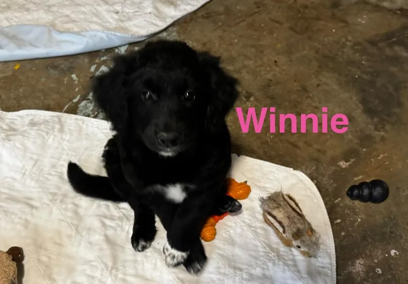 Winnie thumbnail 4