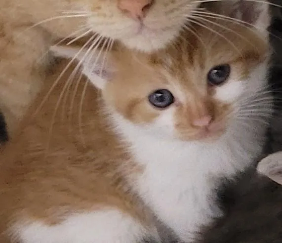 A baby small-sized female Domestic Short Hair cat named Bright Light for adoption in Los Angeles, CA