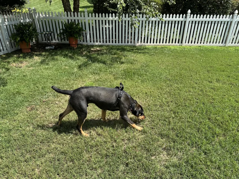 Riggs