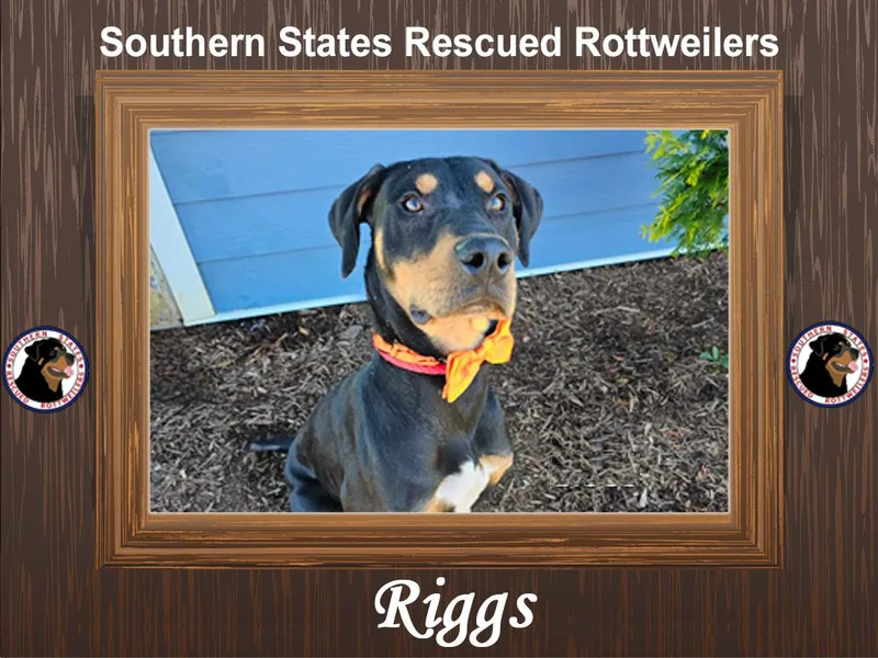 Riggs thumbnail 2