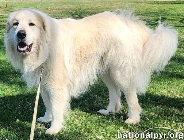 Cooper In Ky  thumbnail 2