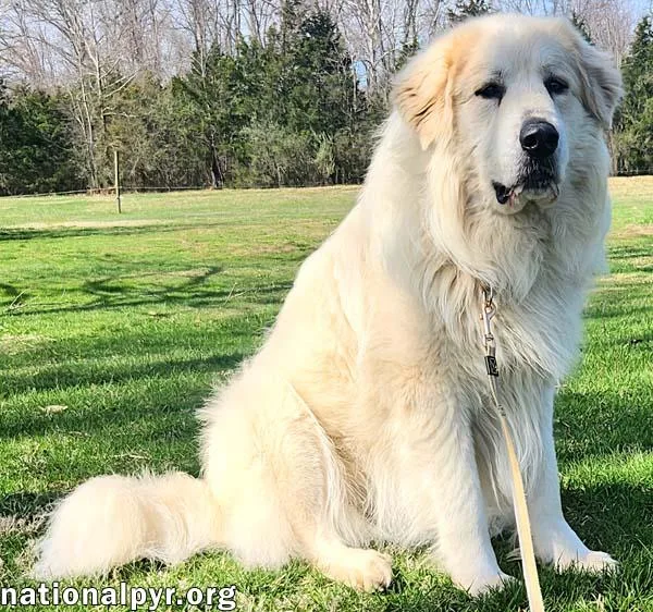 Cooper In Ky  thumbnail 3