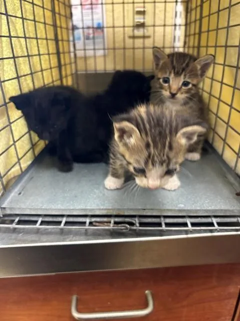 A baby small-sized female Domestic Short Hair cat named Emma for adoption in Fort Myers, FL