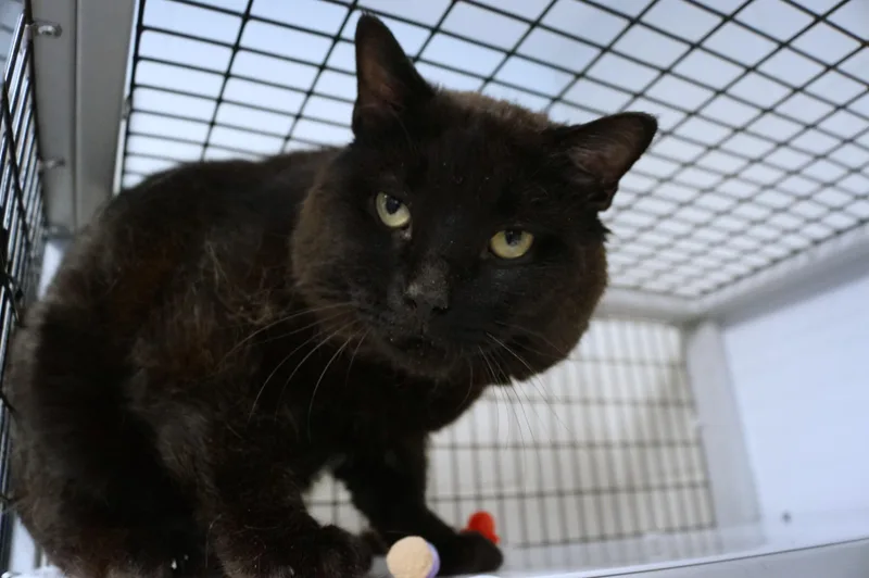 An adult large-sized male Black Domestic Short Hair cat named Pilgrim for adoption in New Milford, CT