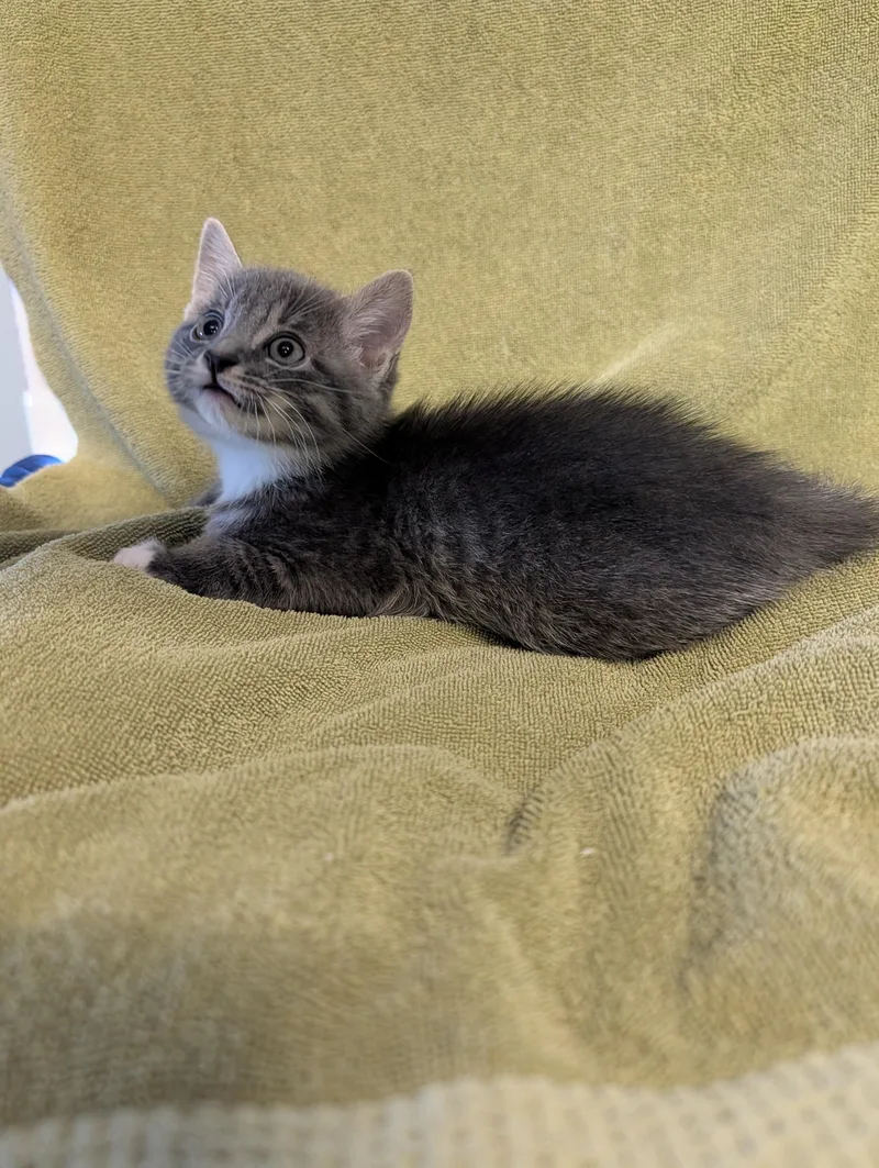 A baby small-sized male Gray & White Domestic Short Hair cat named Porter for adoption in Brockport, NY