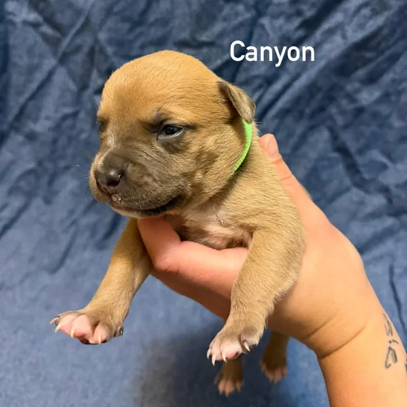 Canyon