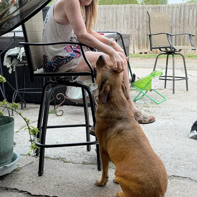 An adult large-sized male Golden Shepherd dog named Butter Bean for adoption in Corpus Christi, TX