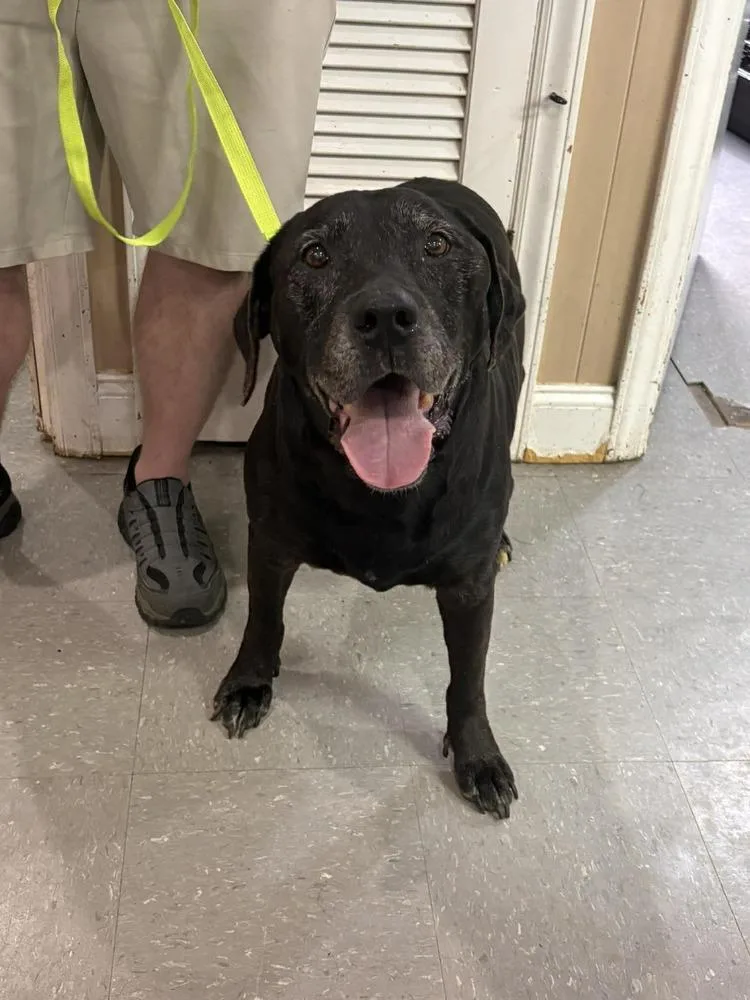 A senior large-sized female Black Labrador Retriever dog named Quinn for adoption in Statesboro, GA