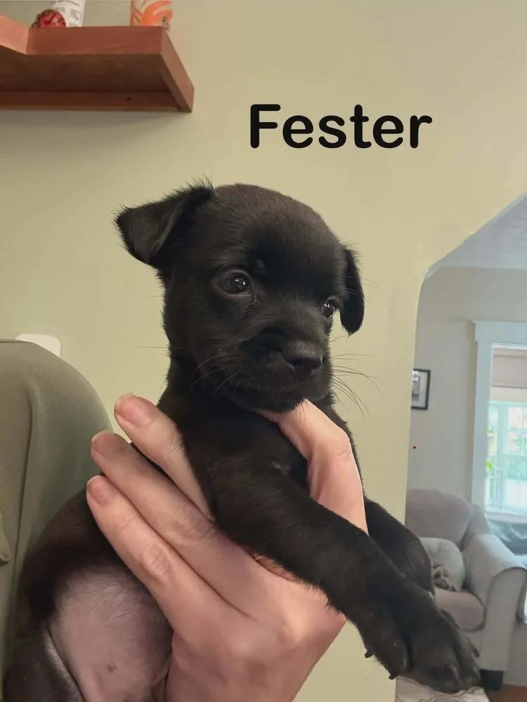 Addams Family : Fester
