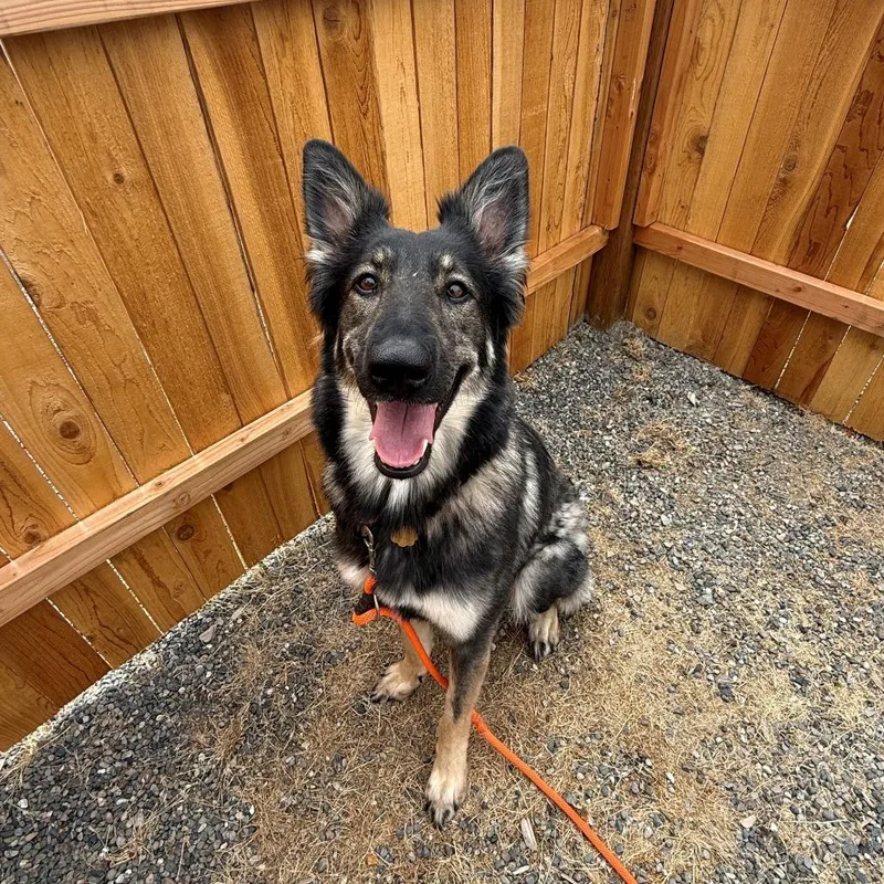 An adult medium-sized female Black German Shepherd Dog dog named Cinnamon for adoption in Tacoma, WA