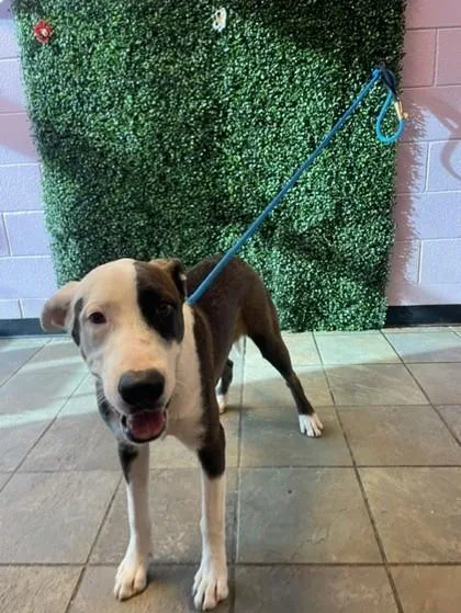 A baby large-sized male Brown / Chocolate Labrador Retriever dog named 61786617 for adoption in El Paso, TX
