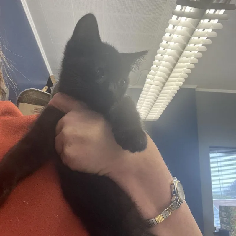 A baby small-sized female Domestic Short Hair cat named Bismarck for adoption in Oak Hill, WV