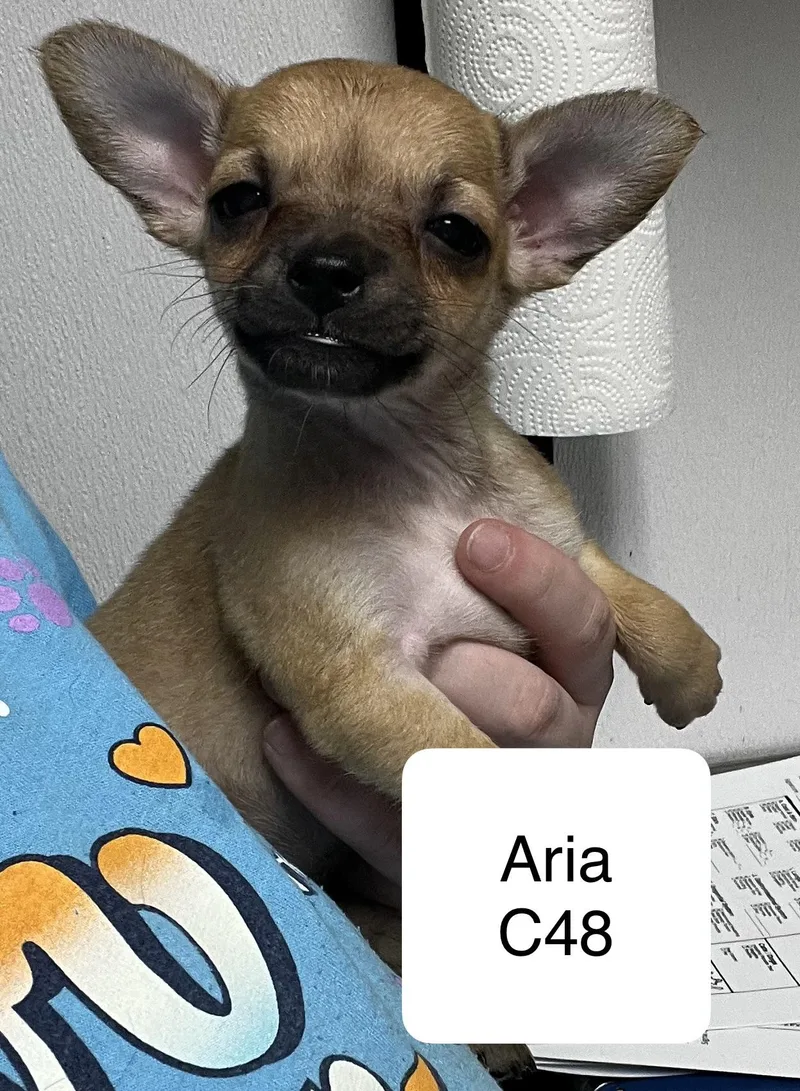 A baby small-sized female Chihuahua dog named Aria for adoption in Morganton, NC
