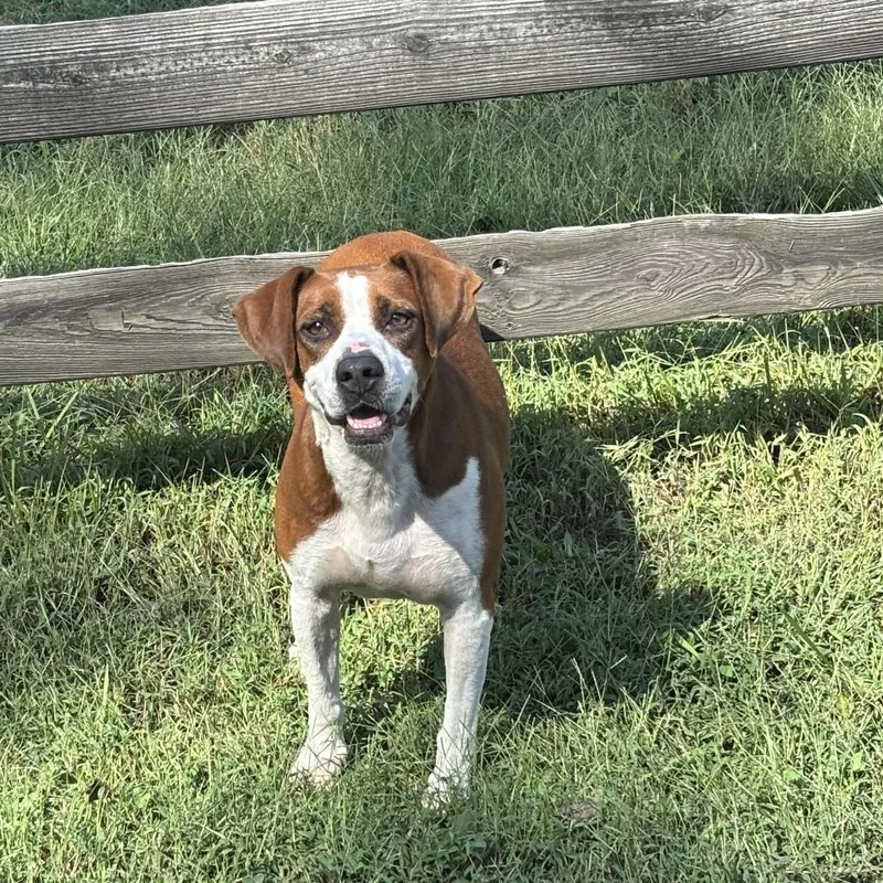 An adult medium-sized female Red / Chestnut / Orange Mixed Breed dog named Lucy for adoption in Jefferson city, TN