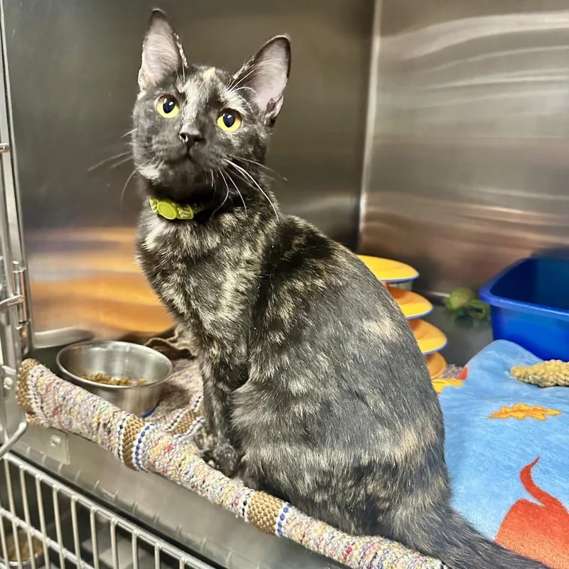 A young medium-sized female Tortoiseshell Domestic Short Hair cat named Curiosity Ci for adoption in Union, MO