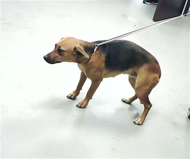A young small-sized female Beagle dog named Jigglypuff for adoption in Fayetteville, NC