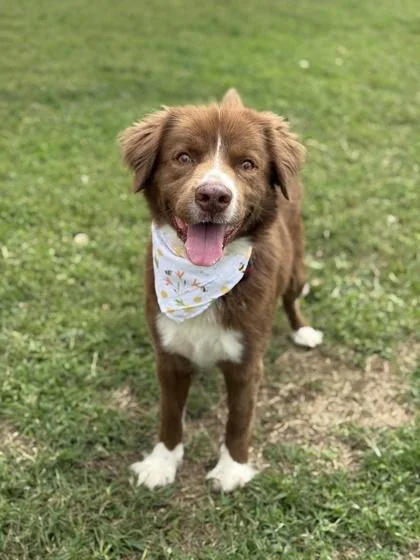 An adult large-sized male Mixed Breed dog named Canelo for adoption in West Chester, PA