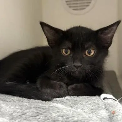 A baby small-sized female Black Domestic Short Hair cat named Charades for adoption in Phoenix, AZ