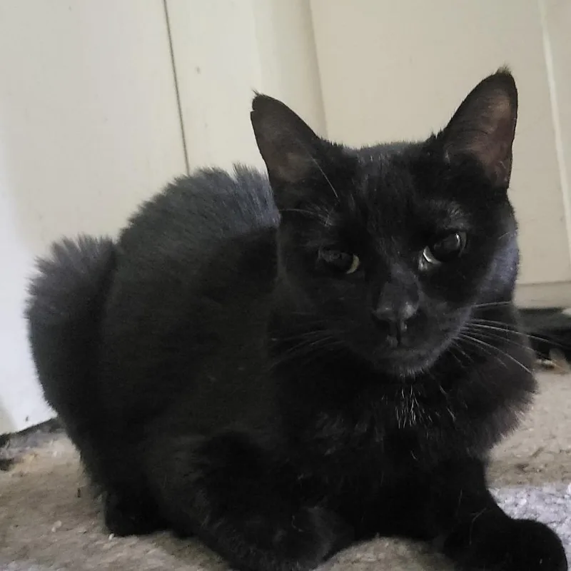 An adult small-sized female Black Domestic Short Hair cat named Chloe for adoption in Long Beach, CA
