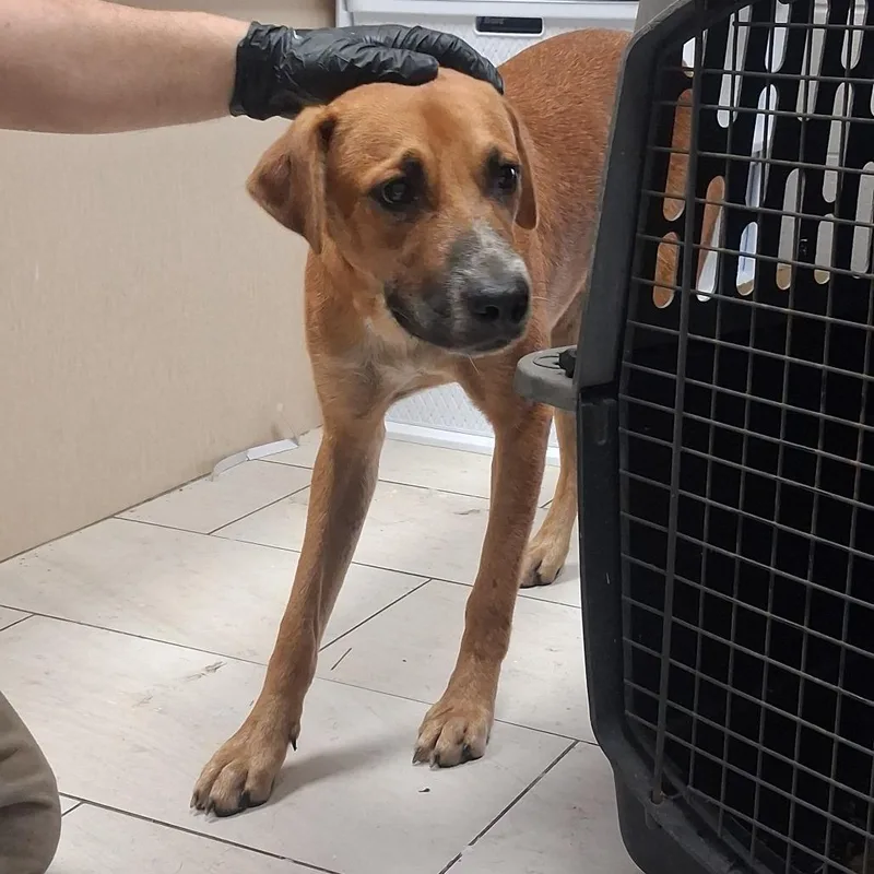 An adult medium-sized male Red / Chestnut / Orange Hound dog named Rusty for adoption in Lufkin, TX
