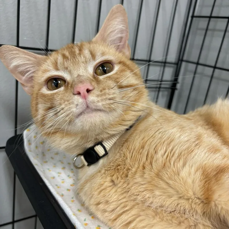 A young medium-sized male Orange / Red Domestic Short Hair cat named Tang Kc for adoption in Union, MO