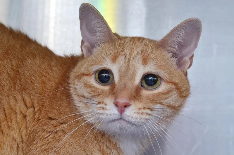 An adult small-sized female Orange / Red Domestic Short Hair cat named Bella for adoption in Sanford, FL