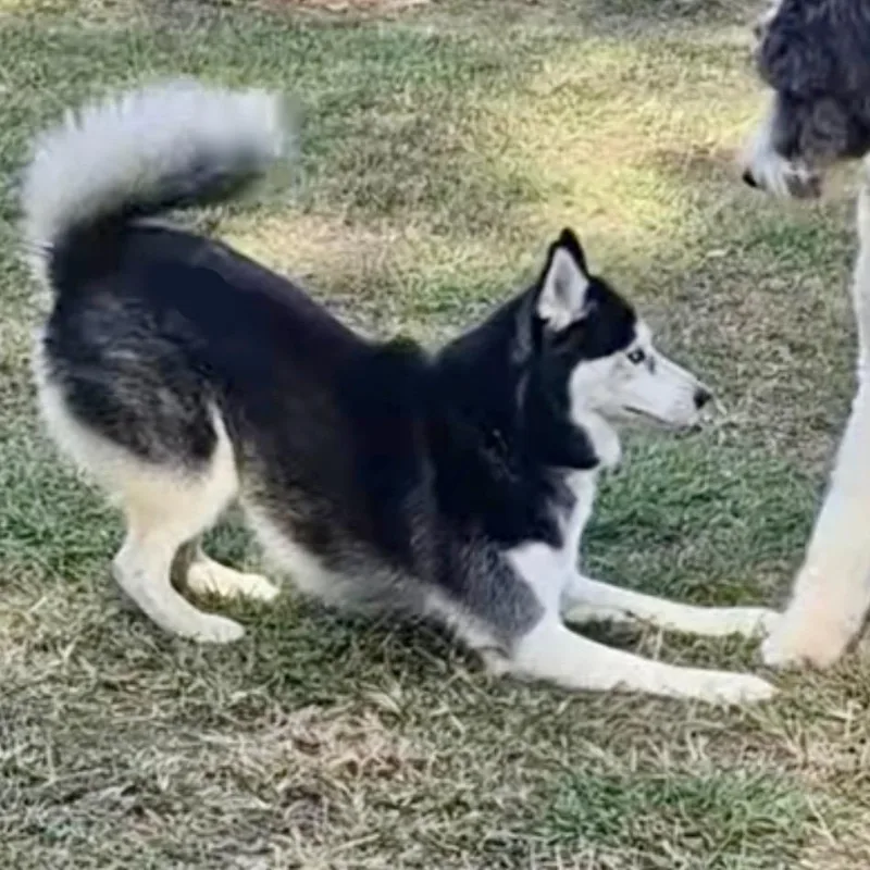 An adult medium-sized female Husky dog named Zoey for adoption in New Orleans, LA