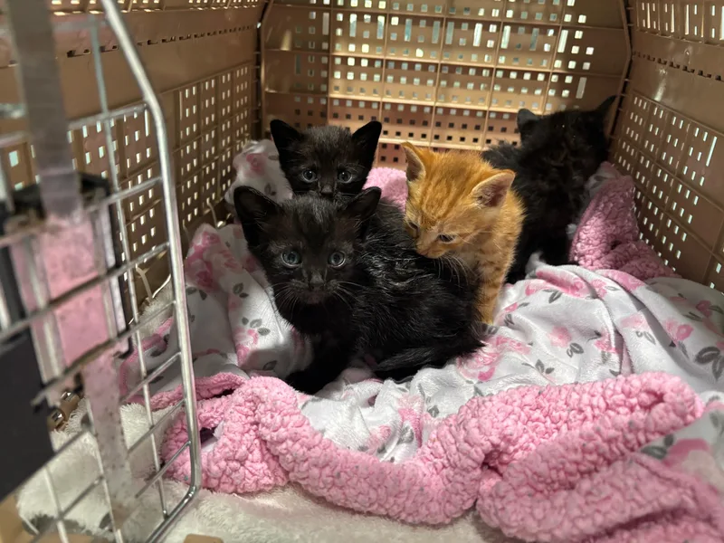 A baby medium-sized male Orange / Red Domestic Short Hair cat named O for adoption in Watkinsville, GA