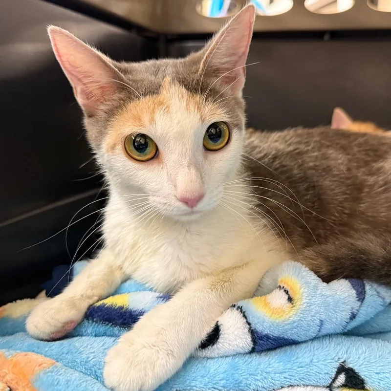 An adult medium-sized female Torbie Domestic Short Hair cat named Hazel for adoption in Birmingham, AL