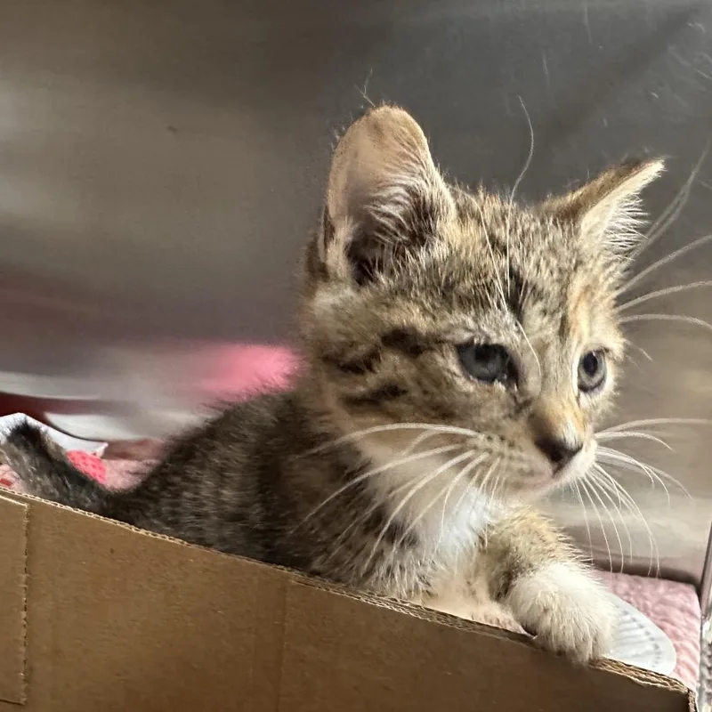 A baby small-sized female Calico Domestic Short Hair cat named Helena for adoption in Newark, NJ