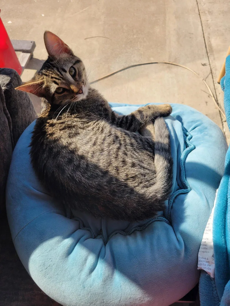 A young medium-sized female Domestic Short Hair cat named Finch for adoption in Davis, CA