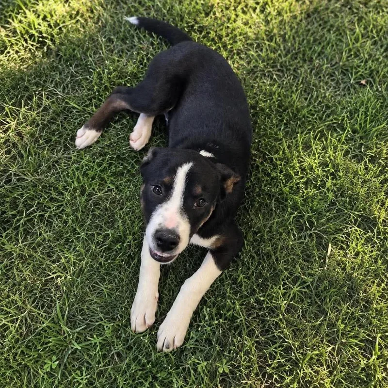 A young medium-sized male Black Border Collie dog named Rowan for adoption in Spring Hill, KS