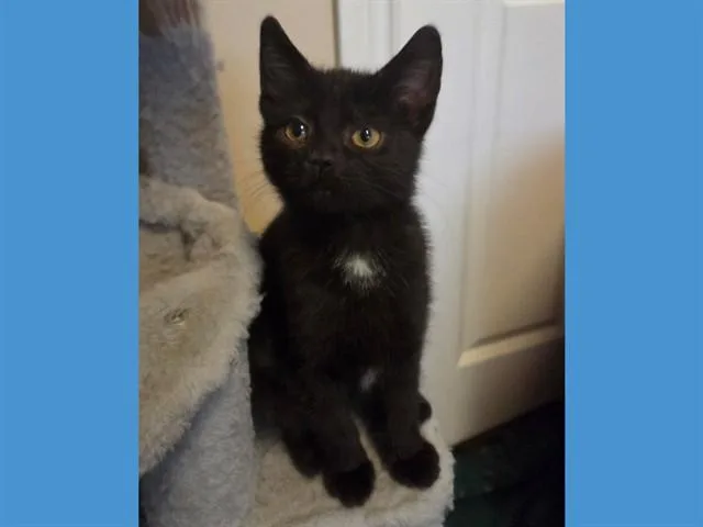 A baby small-sized female Domestic Short Hair cat named Bloomin Blossom for adoption in Fort Wayne, IN