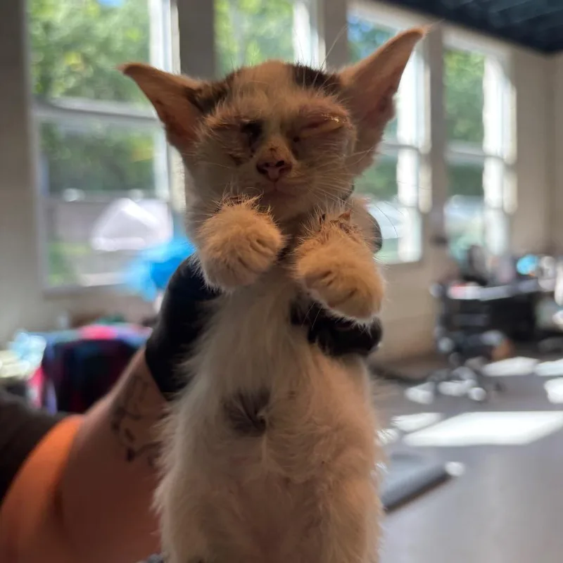 A baby small-sized female White Domestic Short Hair cat named Mischief Maker for adoption in Huntington, WV