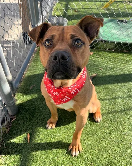 An adult large-sized male Mixed Breed dog named Max for adoption in Columbia, SC