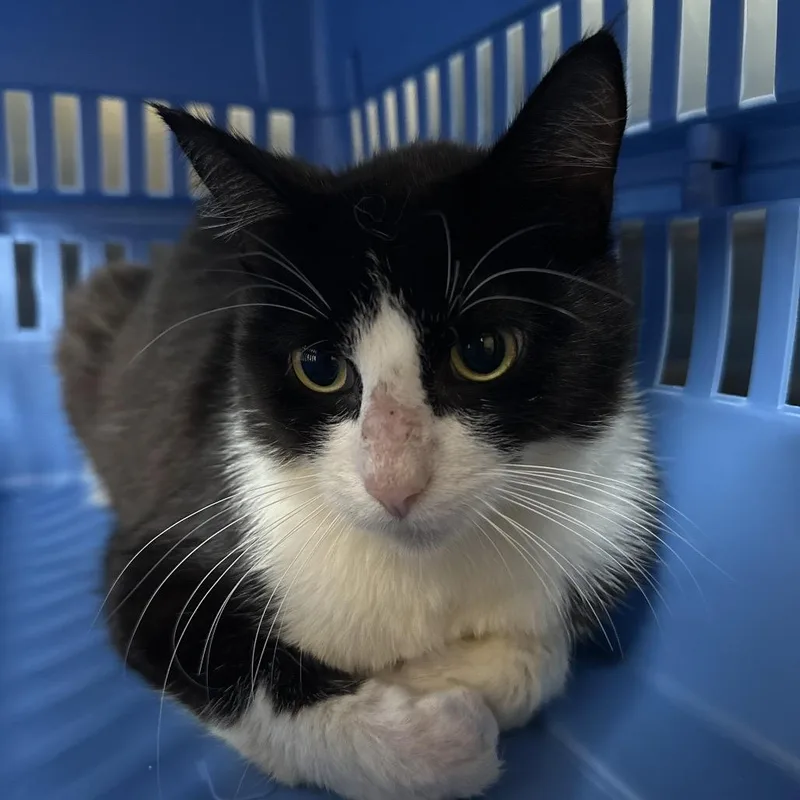 An adult medium-sized male Black Domestic Short Hair cat named Zuzu for adoption in Austin, TX