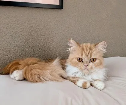 An adult medium-sized female Persian cat named Luna for adoption in Fort Worth, TX