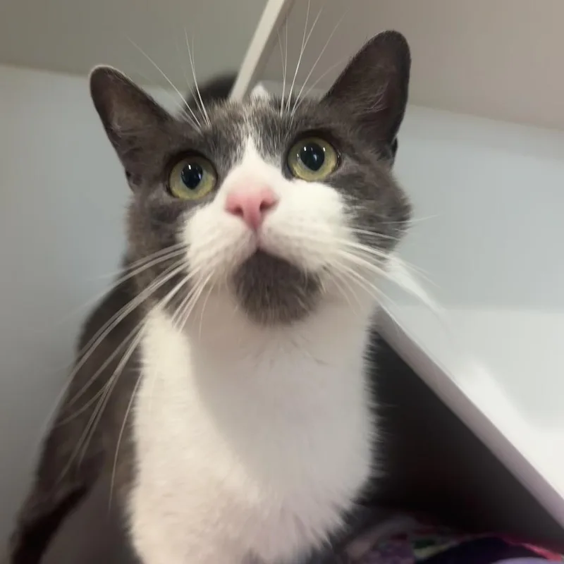 A young medium-sized female Gray / Blue / Silver Domestic Short Hair cat named Misty for adoption in Buellton, CA