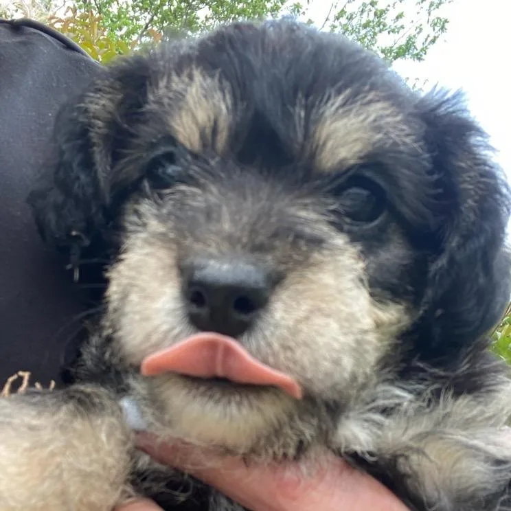 A baby small-sized female Black Poodle dog named Lilly Grace for adoption in Houston, TX