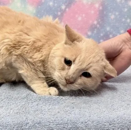 Kombucha Rubles thumbnail 2